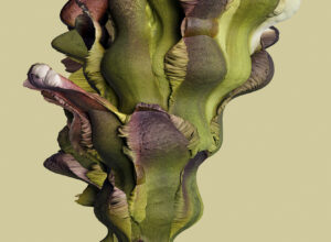 VF_1_Arcanu